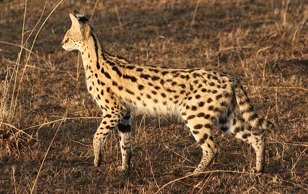 Serval - (Leptailurus serval)